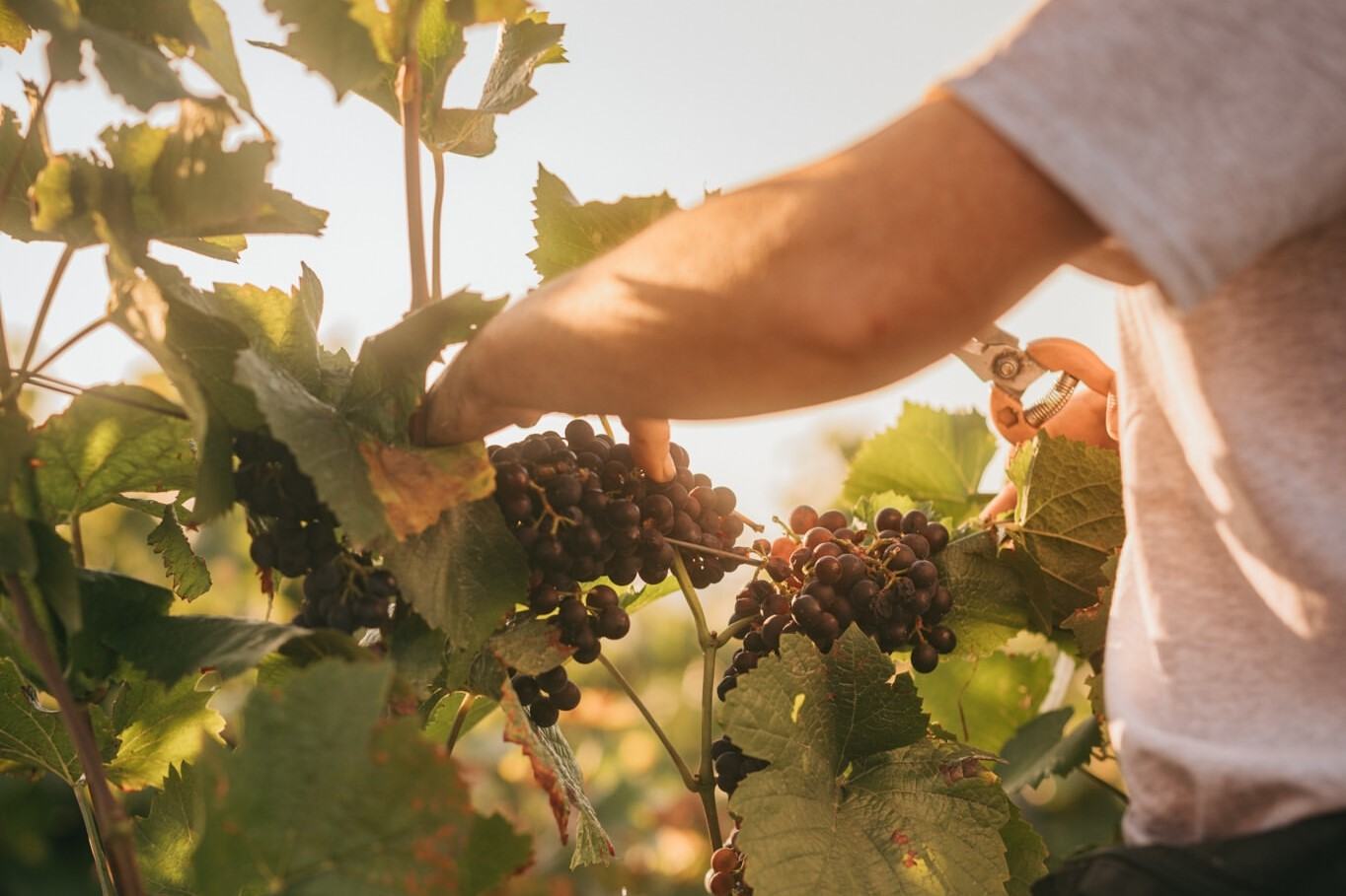 Vendanges 2024 - Champagne Philipponnat