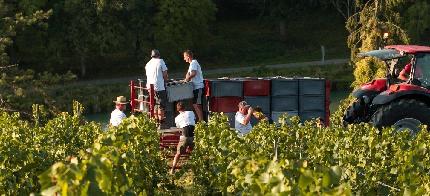 Vendanges 2024 - Champagne Philipponnat